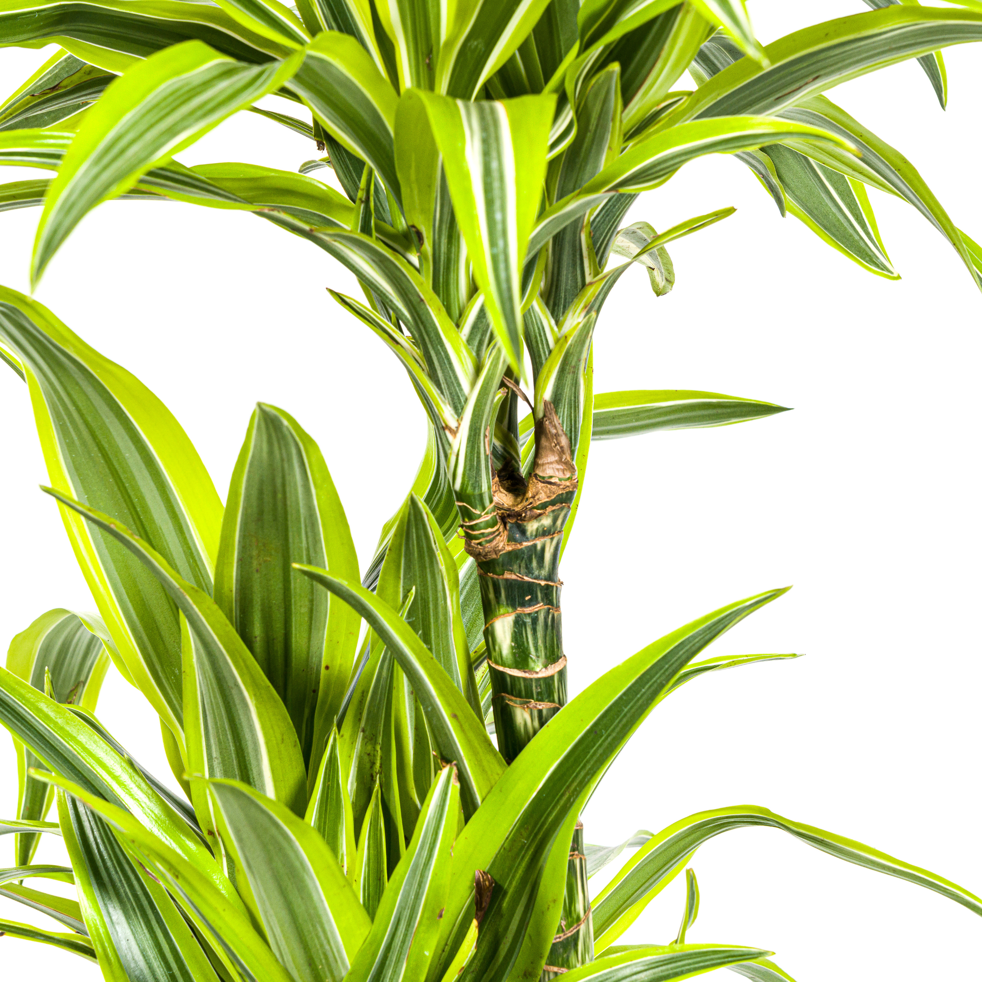 dracaena-lemon-lime-bladeren-limoengroen-detail
