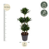 Dracaena Compacta Carrousel - 130 cm - ø31 - Plant - plantenmagie