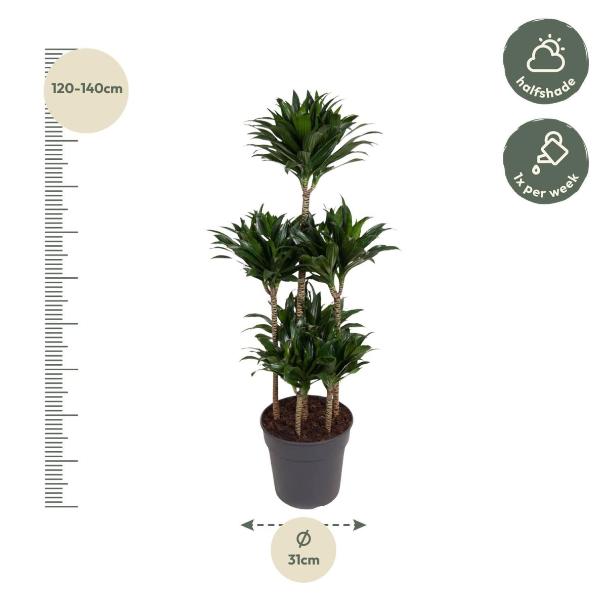 Dracaena Compacta Carrousel - 130 cm - ø31 - Plant - plantenmagie