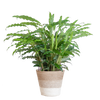 Calathea Rufibarba met Mand Lissabon wit - 55cm - Ø17