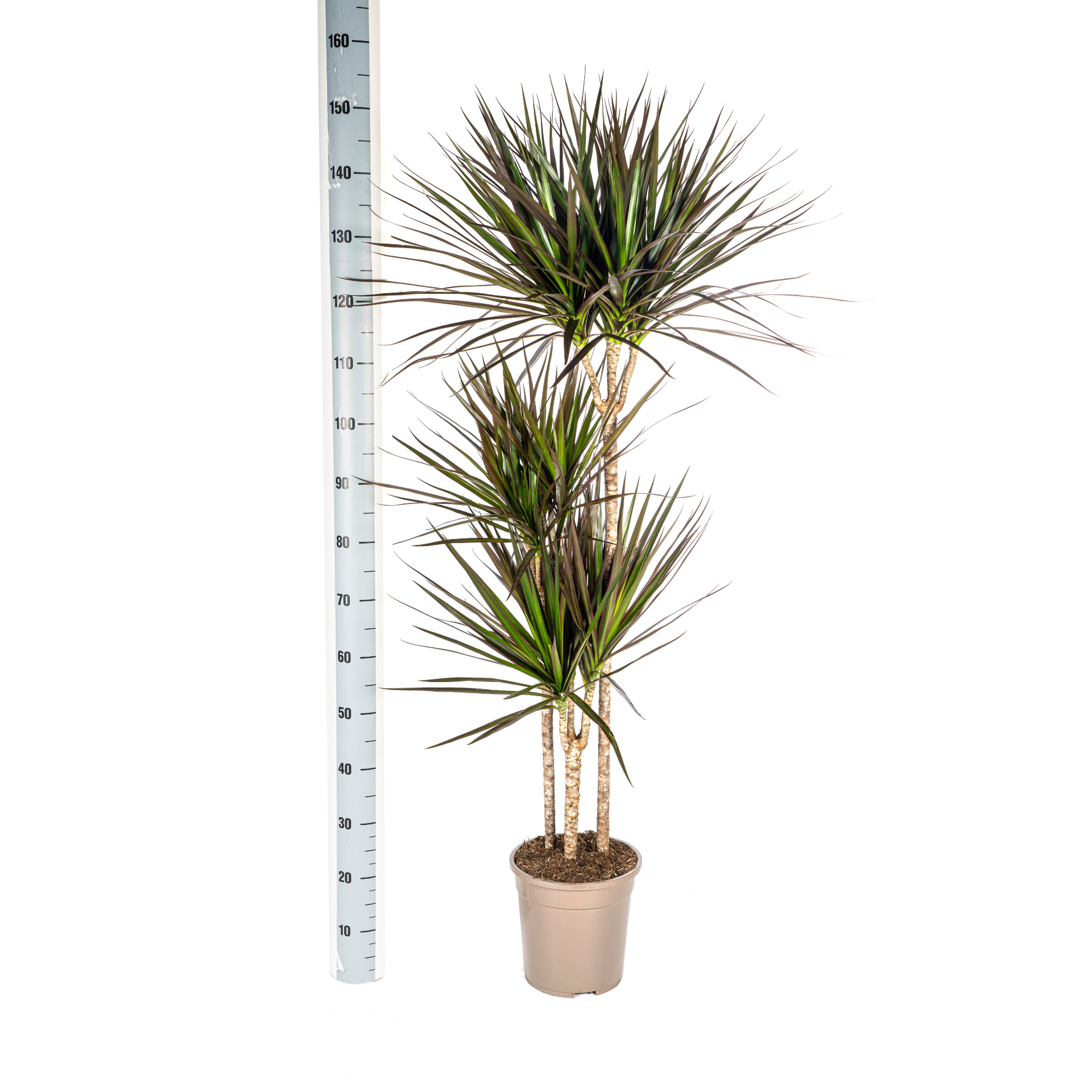 dracaena-marginata-bicolor-groen-rode-bladeren