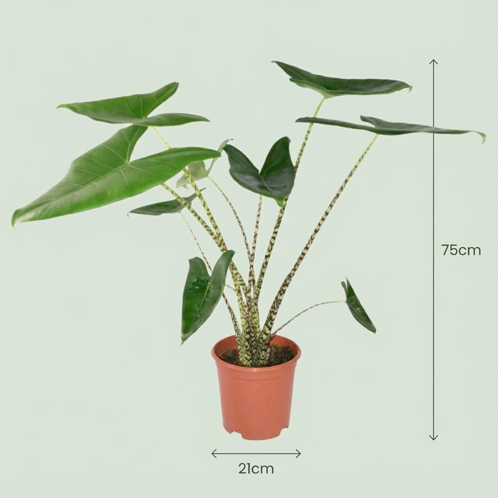 Alocasia Zebrina olifantsoor 70–75 cm met mand - Plant - plantenmagie