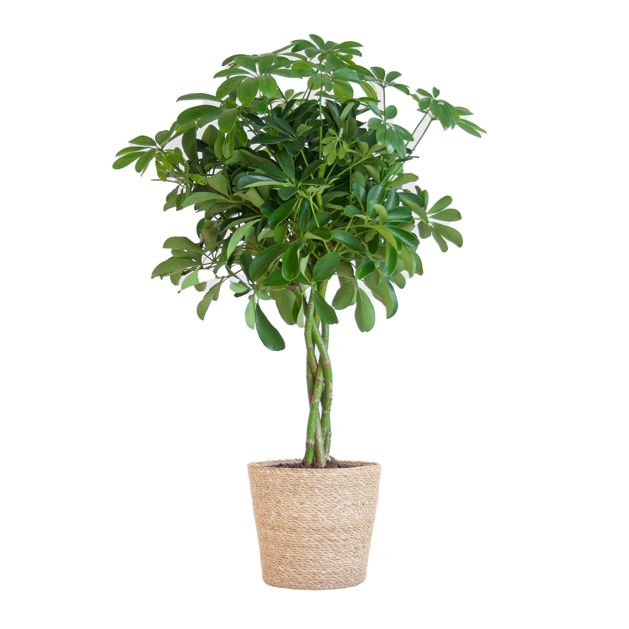 schefflera-arboricola-nora-kamerplant-in-sofia-zeegras-pot