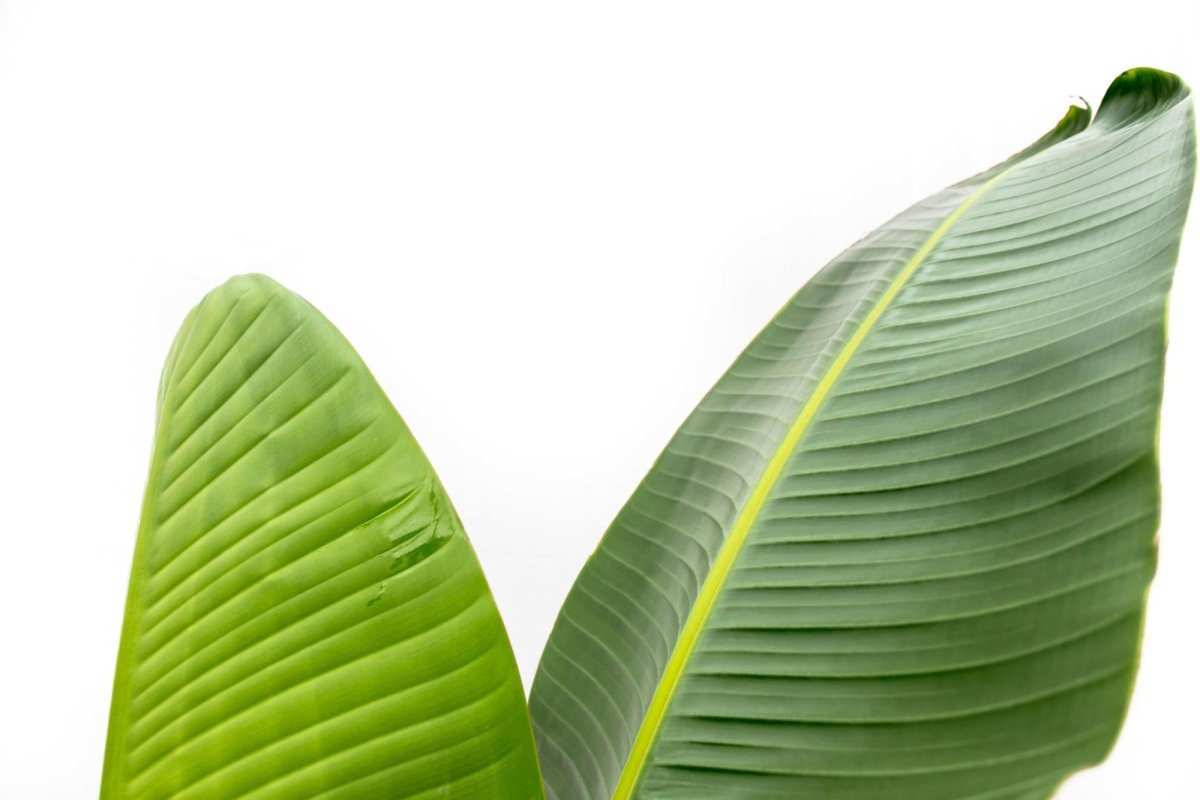 Strelitzia Augusta - 210cm - ⌀30 - Plant - plantenmagie