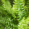 Nephrolepsis Green Lady varen – 2x met witte pot 12 cm | Planten Magie - Plant - plantenmagie