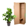 Clusia Rosea – 100 cm-Plant-plantenmagie