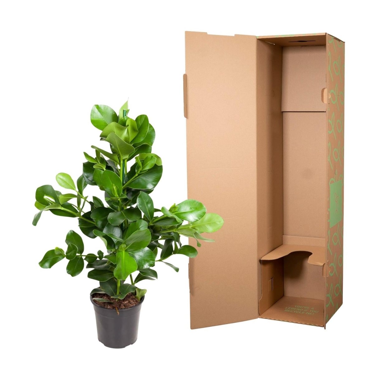 Clusia Rosea – 100 cm-Plant-plantenmagie