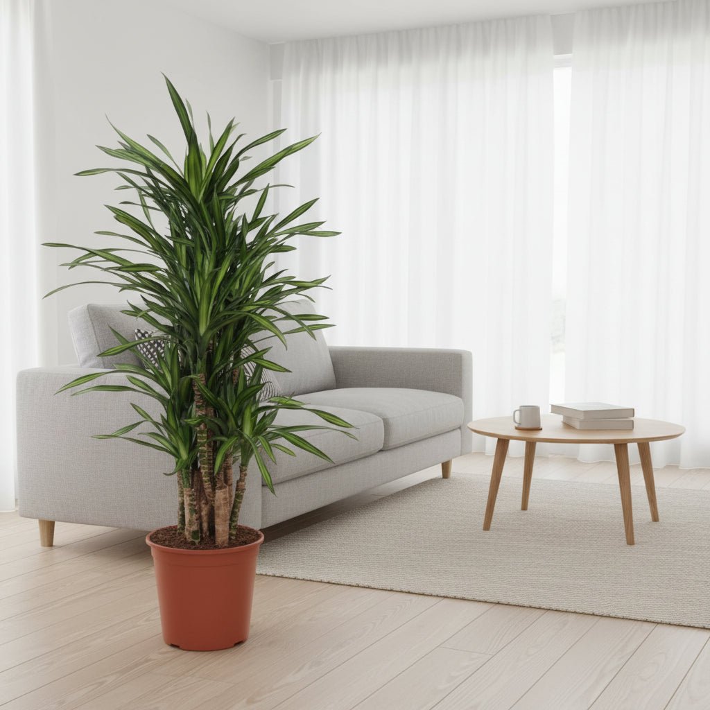 Dracaena Riki - 140 cm - ø30 - Plant - plantenmagie