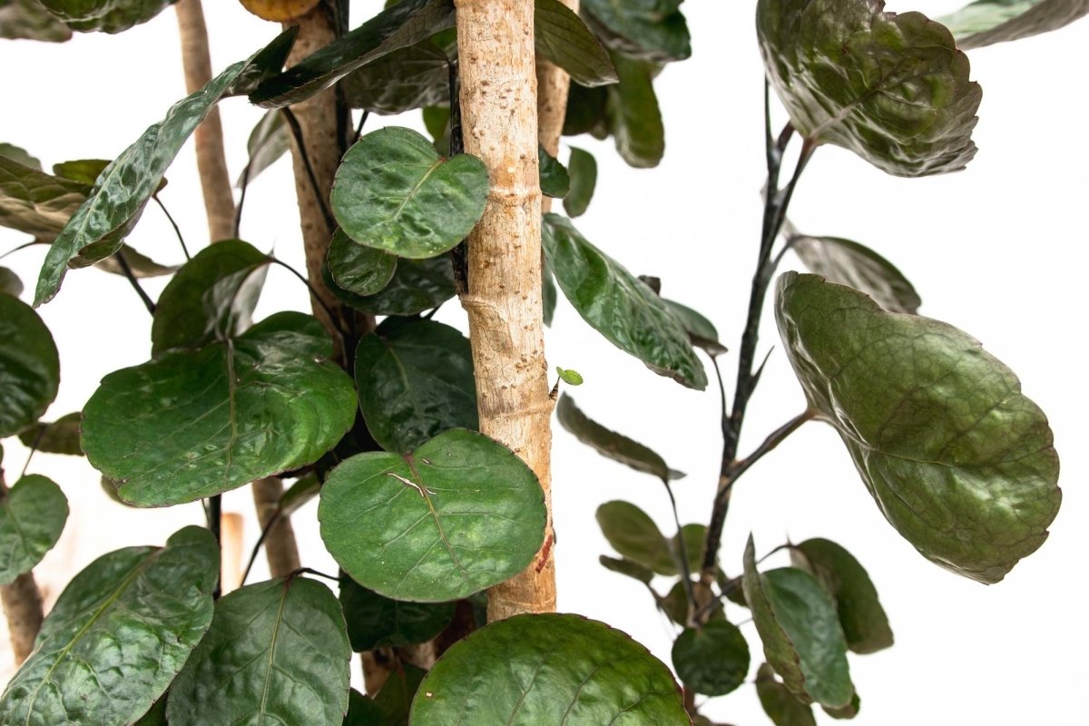 Polysicas Fabian XXL - 150 cm - ⌀30 - Plant - plantenmagie