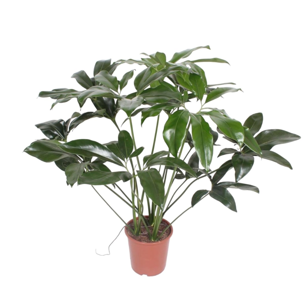 Philodendron Green Wonder - 100 cm - ø24 - Plant - plantenmagie