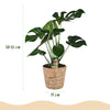 Monstera Deliciosa gatenplant 50–55 cm met mand - Plant - plantenmagie