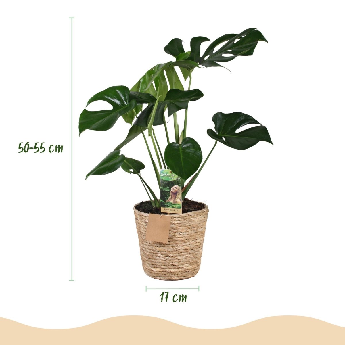 Monstera Deliciosa gatenplant 50–55 cm met mand - Plant - plantenmagie