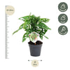 Monstera obliqua 'Monkey Leaf' - 25 cm - ø12 - Plant - plantenmagie