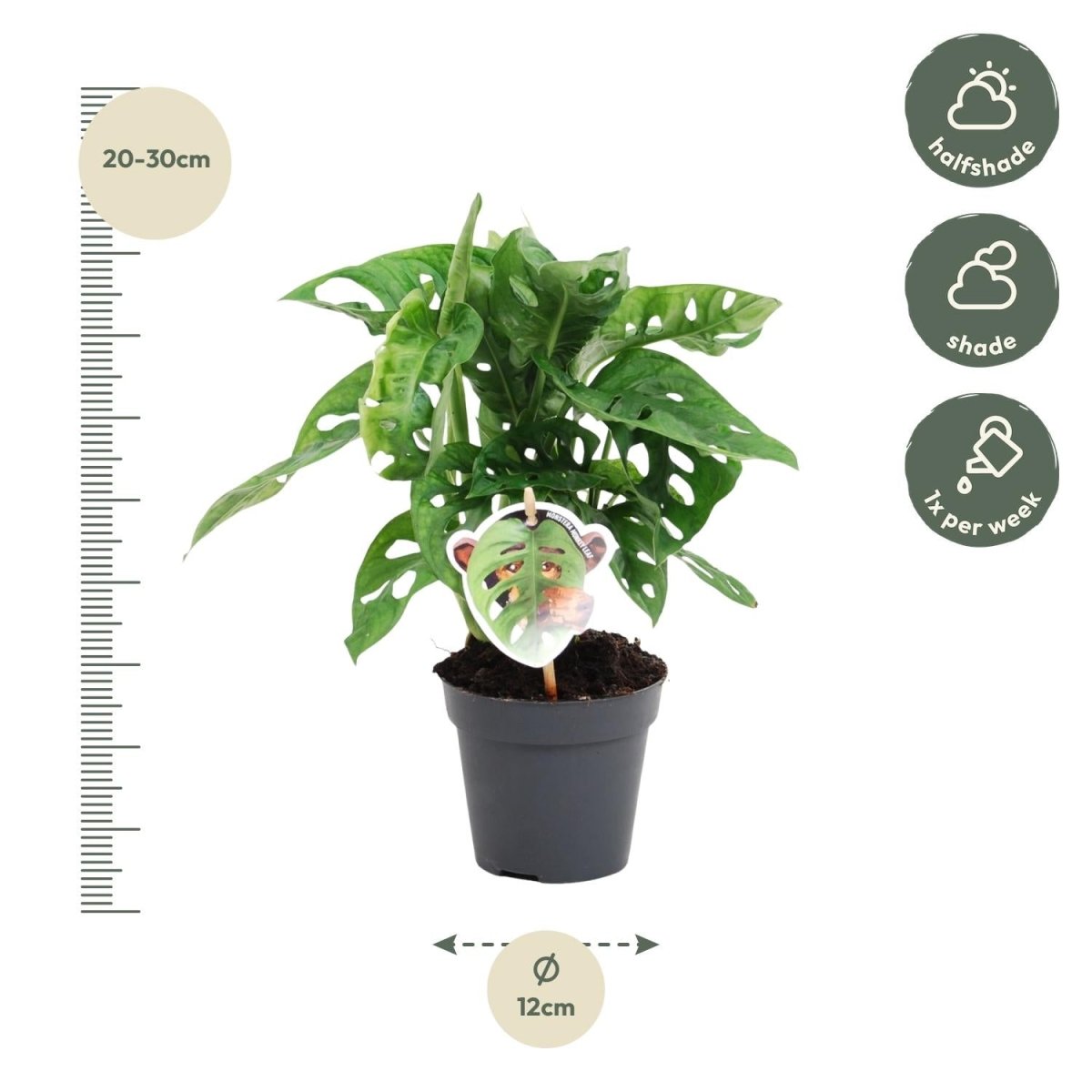 Monstera obliqua 'Monkey Leaf' - 25 cm - ø12 - Plant - plantenmagie