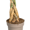 Pachira Aquatica geldboom met gevlochten stam en glanzende bladeren in pot Ø30cm, hoogte 160-180cm