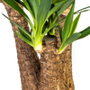 Donkergroene bladeren van Yucca Elephantipes in stijlvolle mand
