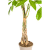 Geldboom (Pachira Aquatica) als stijlvolle kamerplant in een licht interieur