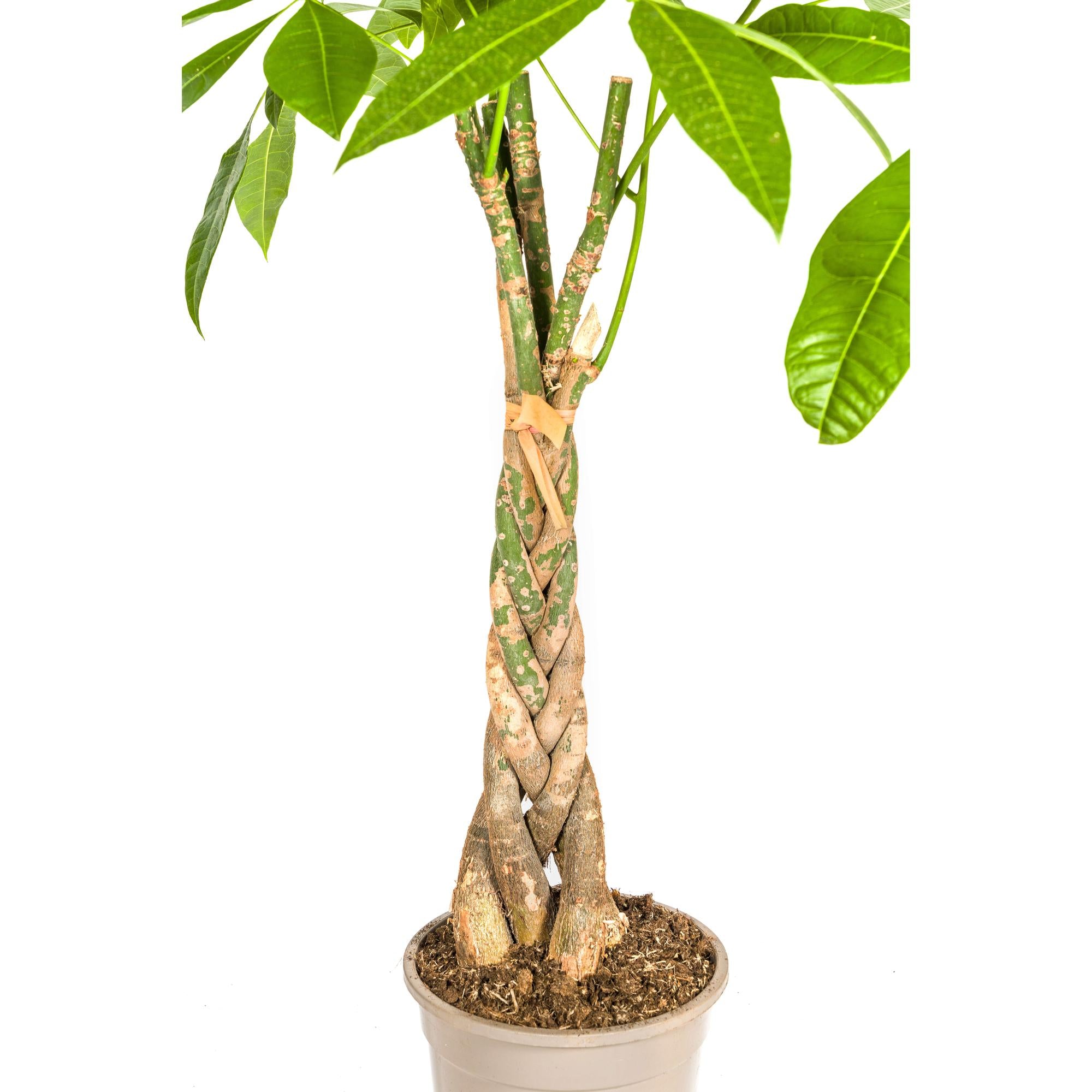 Geldboom (Pachira Aquatica) als stijlvolle kamerplant in een licht interieur
