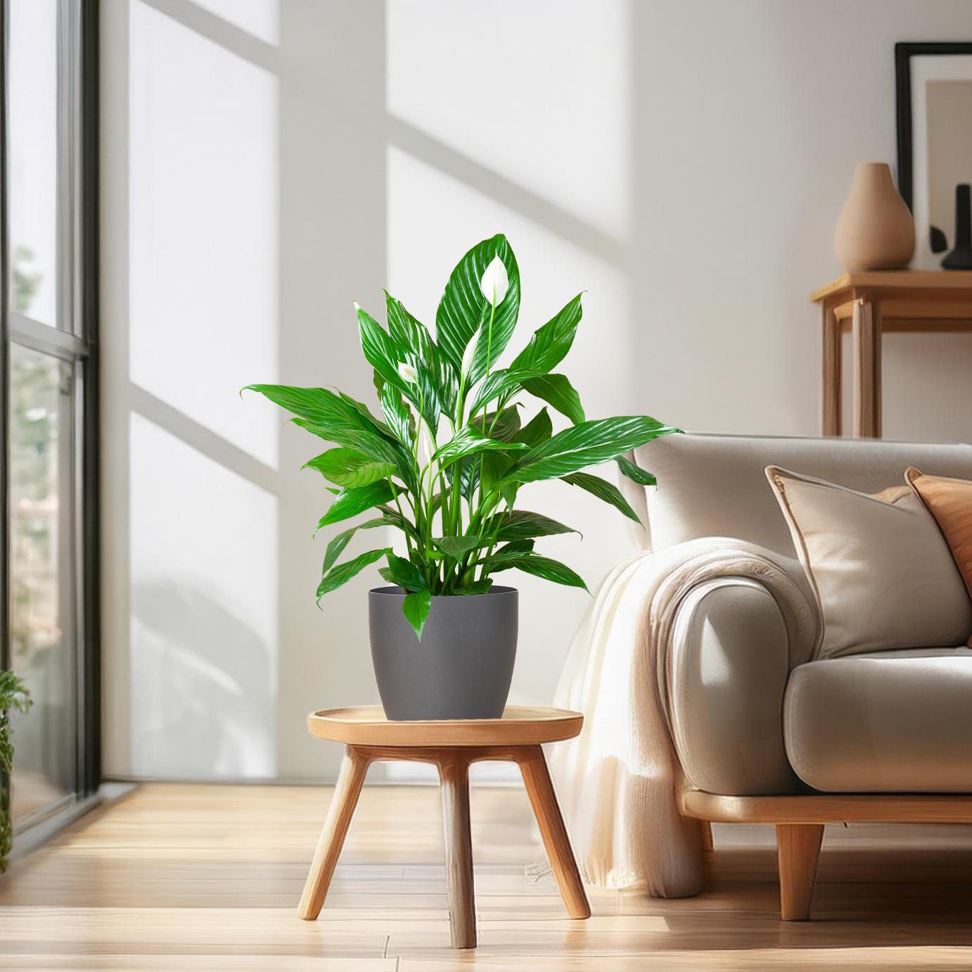 Vredeslelie met eco pot van olifantengras – stijlvolle kamerplant