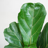 handgevlochten sofia mand met ficus lyrata kamerplant