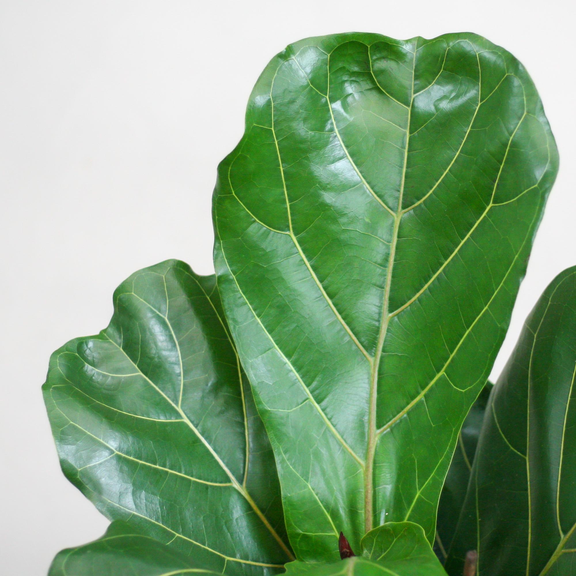 handgevlochten sofia mand met ficus lyrata kamerplant