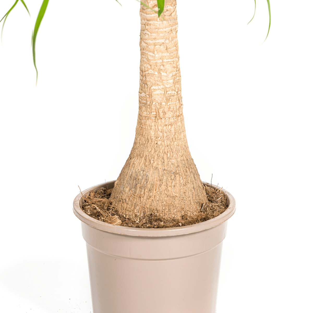 Beaucarnea Recurvata stam 60–80 cm met mand Ø21 cm - Plant - plantenmagie