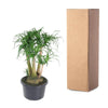 Beaucarnea vertakt - 110 cm - ø41 - Plant - plantenmagie