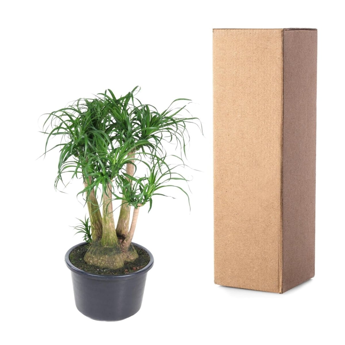Beaucarnea vertakt - 110 cm - ø41 - Plant - plantenmagie