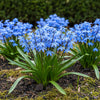 Scilla Siberica bloemen close-up – helderblauw in het voorjaar