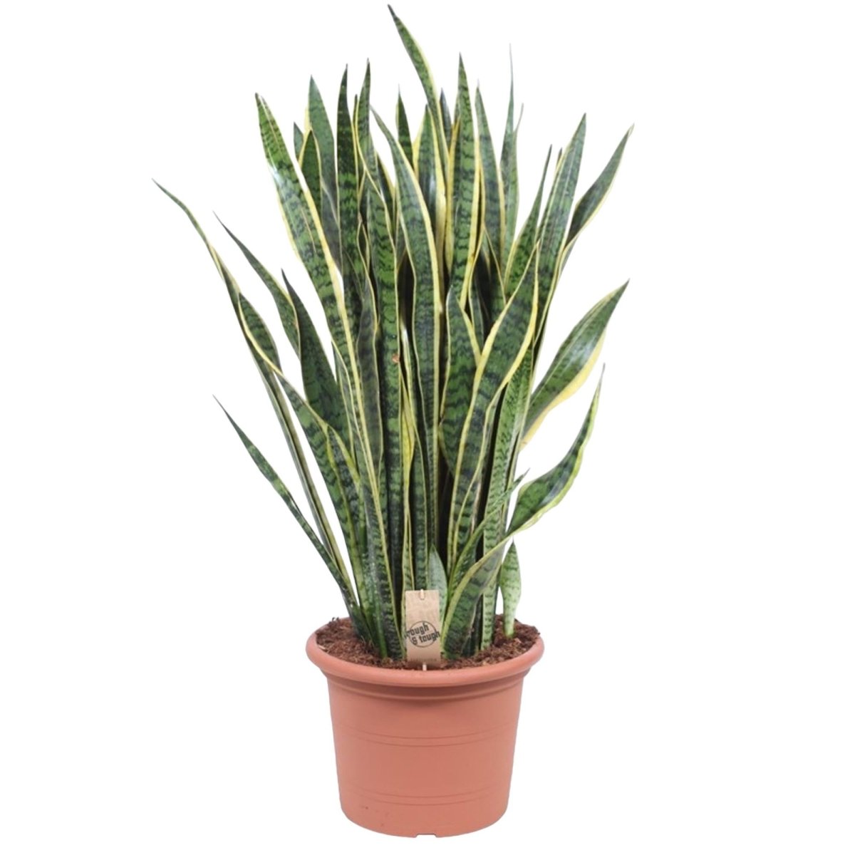 Sansevieria Laurentii - 100 cm - ø35 - Plant - plantenmagie