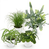 Huisdiervriendelijke planten mix - 25 cm - Ø12 - set van 4 - Plant - plantenmagie