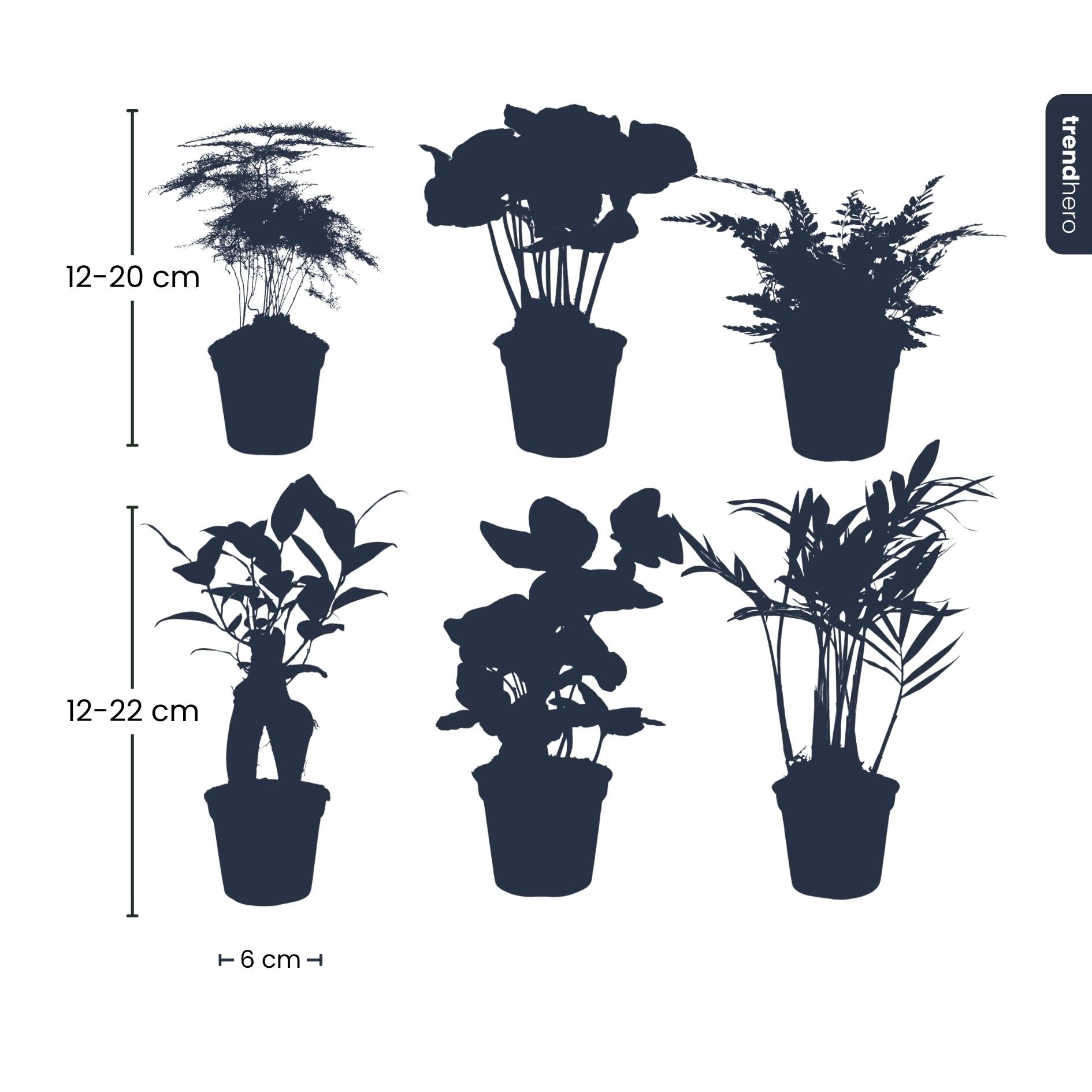 Planten set cadeau – zes kleine groene kamerplanten in witte potjes
