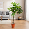 Pachira Aquatica - 120cm - ø 21 - 24cm - Plant - plantenmagie