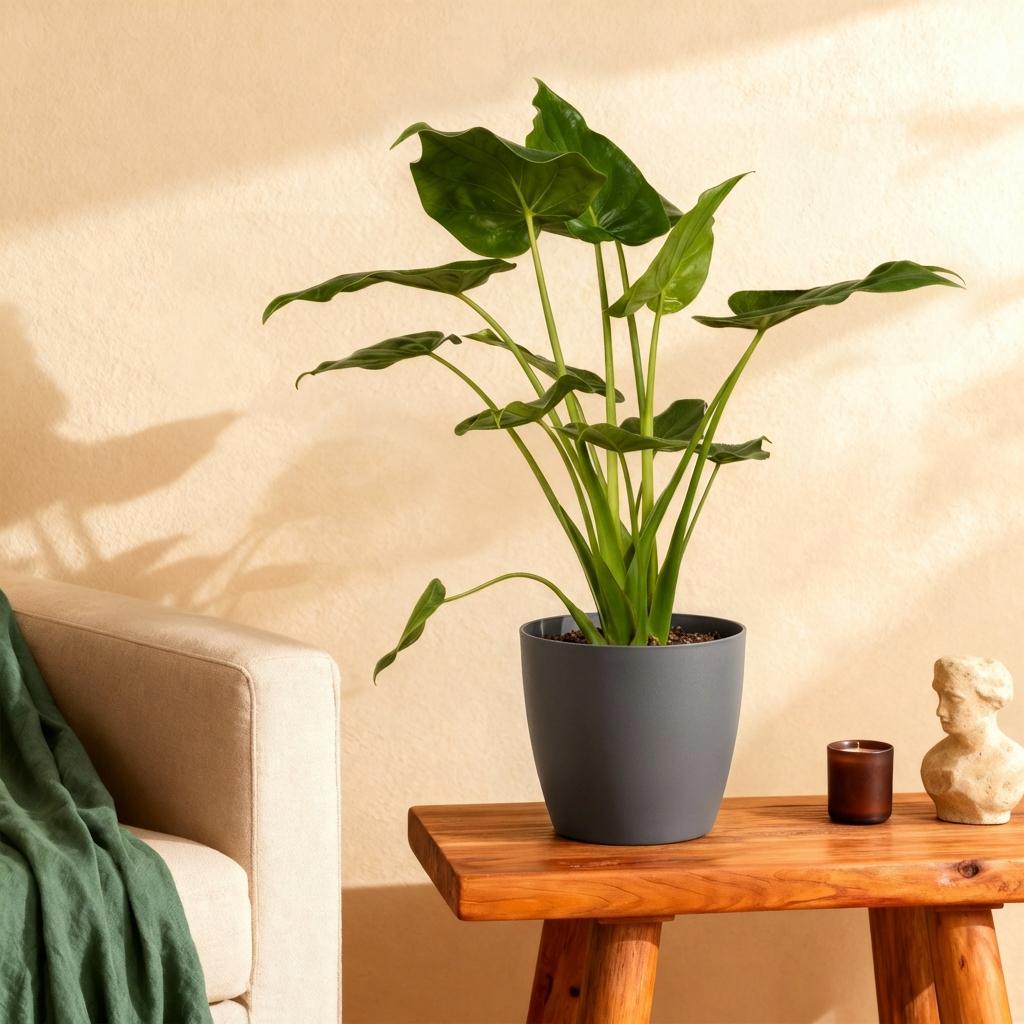 Alocasia Cucullata – Boeddha,s hand – 65 - 70 cm – ø21 - Plant - plantenmagie