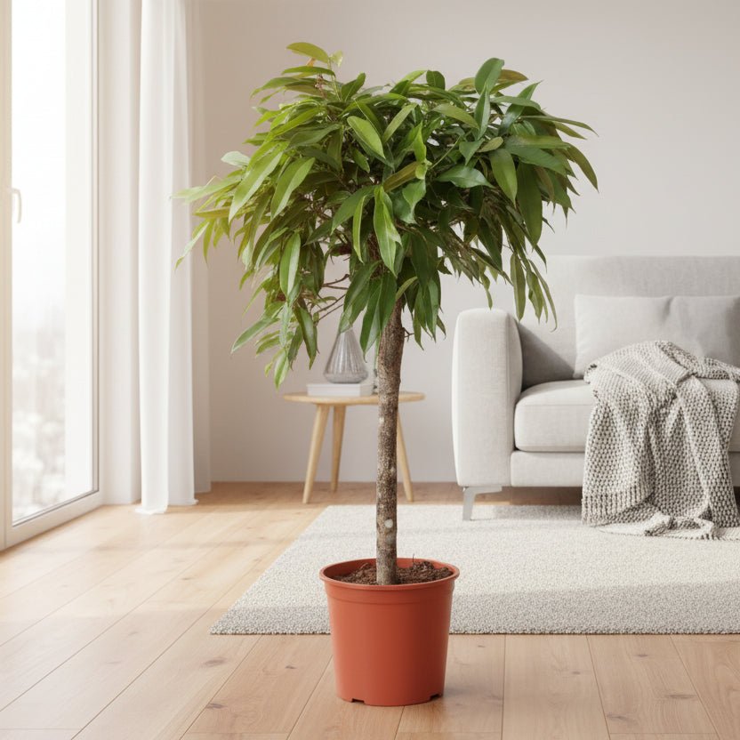 Ficus Amstel King - 130 cm - ø30 - Plant - plantenmagie