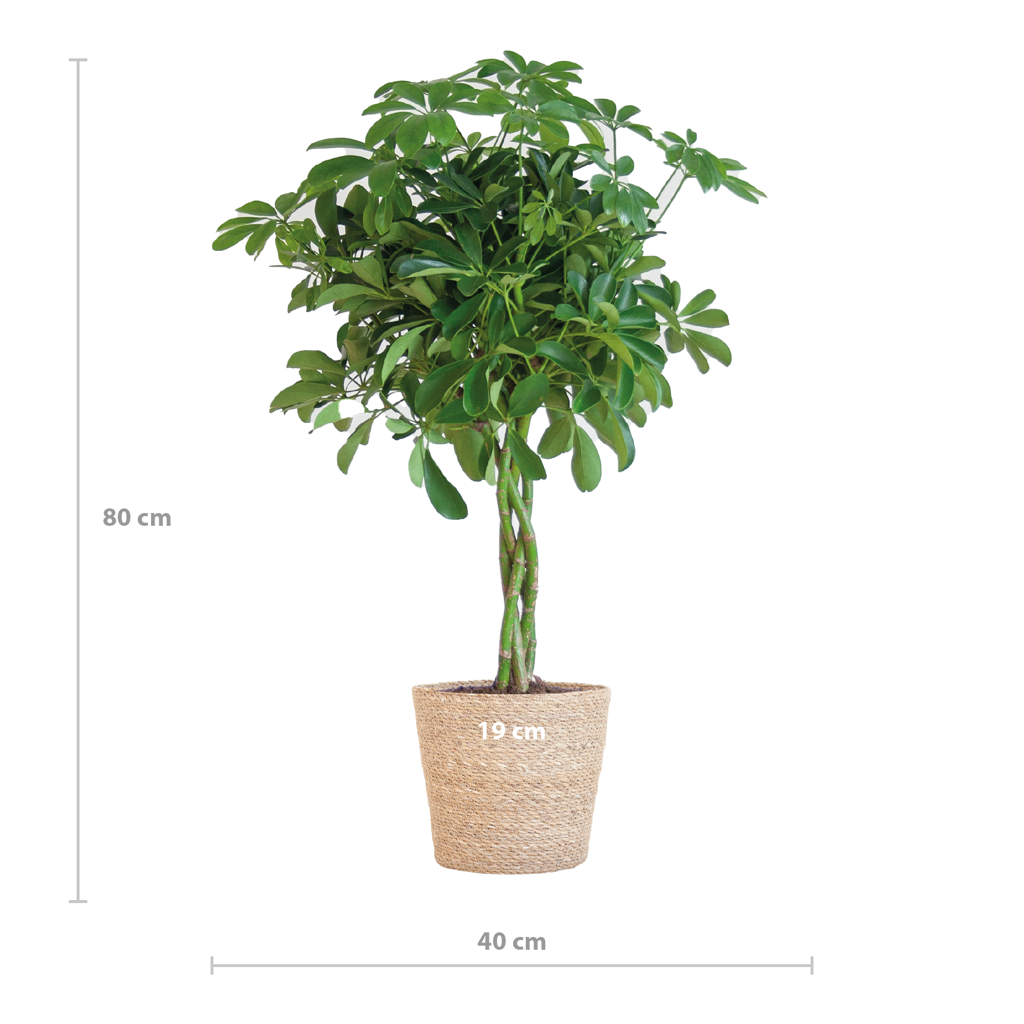 schefflera-arboricola-nora-kamerplant-in-sofia-zeegras-pot