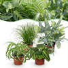 Chlorophytum - Cyperus - Phlebodium - Marantha - Mix van 4 - Huisdiervriendelijke Planten-Plant-Planten Magie