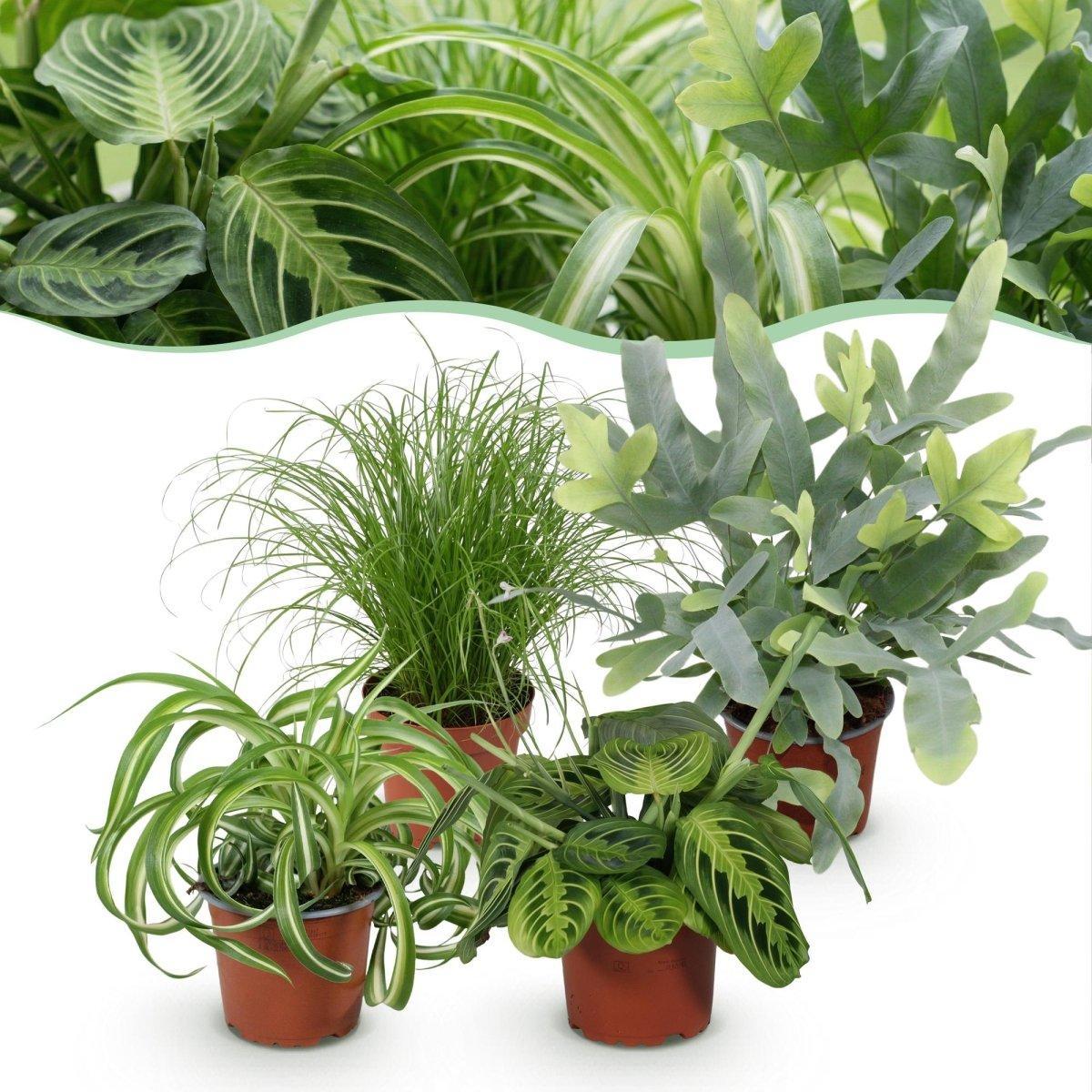 Chlorophytum - Cyperus - Phlebodium - Marantha - Mix van 4 - Huisdiervriendelijke Planten-Plant-Planten Magie