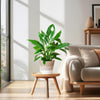 Spathiphyllum Sweet Lauretta met witte bloemen in jute mand Lissabon