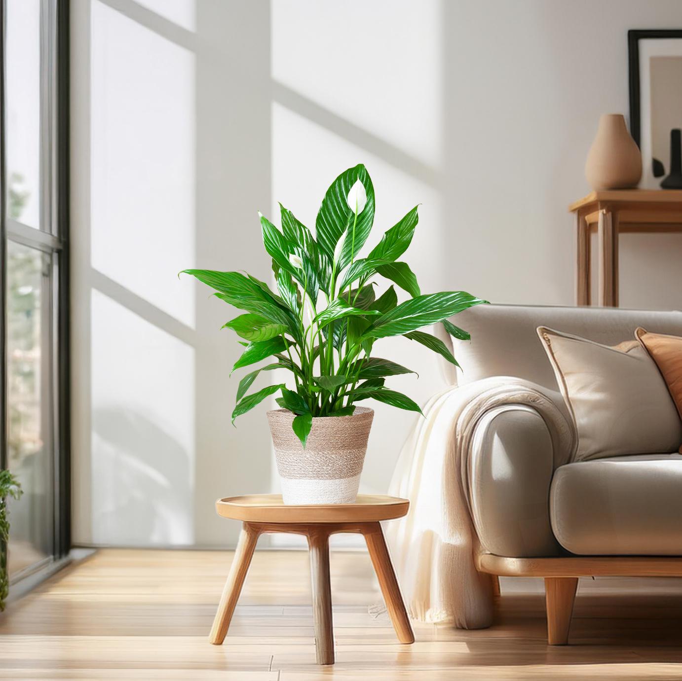 Spathiphyllum Sweet Lauretta met witte bloemen in jute mand Lissabon