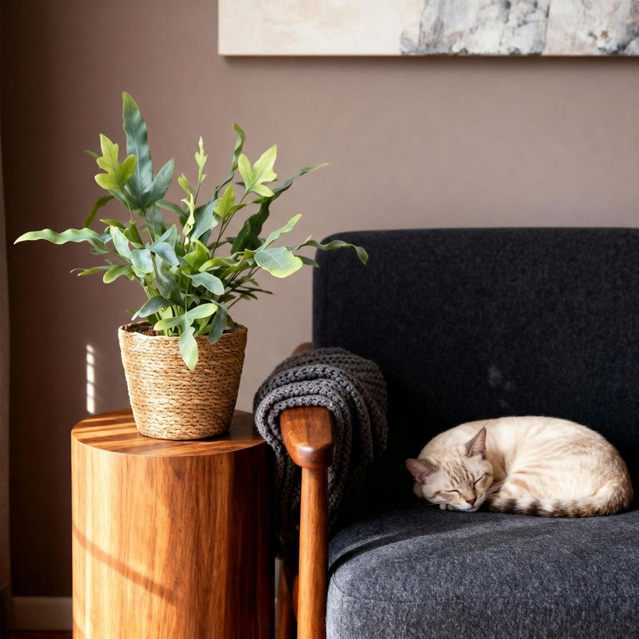 Phlebodium Blue Star blauwe varen – 4x met mand 12 cm | Planten Magie