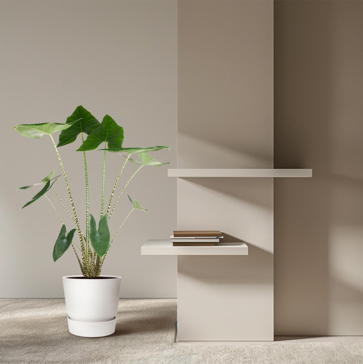 Alocasia Zebrina - 130 cm - ø32 - Plant - plantenmagie