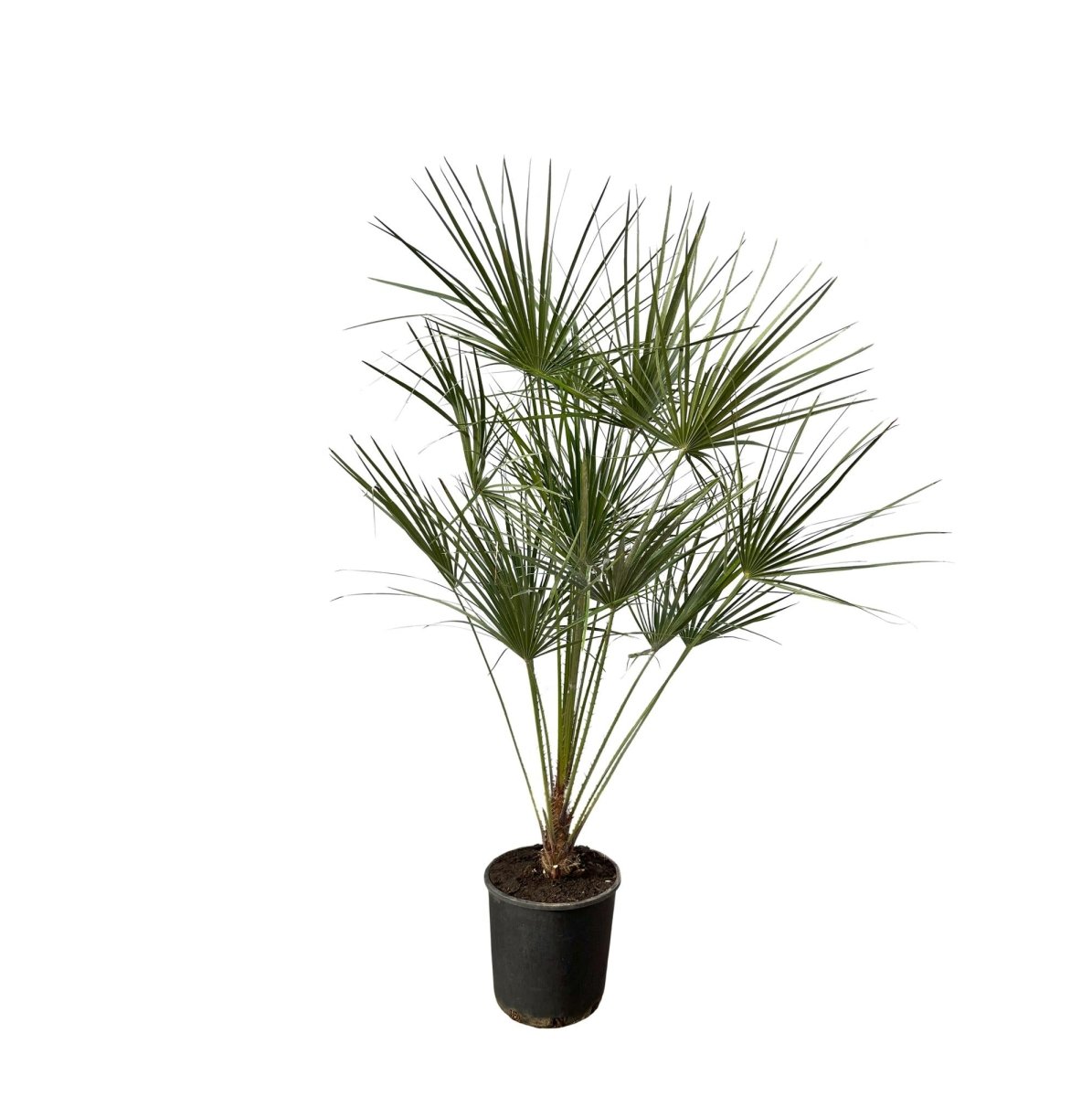 Chamaerops Humilis op stam – 160 cm-Plant-plantenmagie