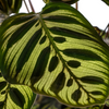 Veilig verpakte Calathea Makoyana in duurzame verzenddoos voor kamerplanten