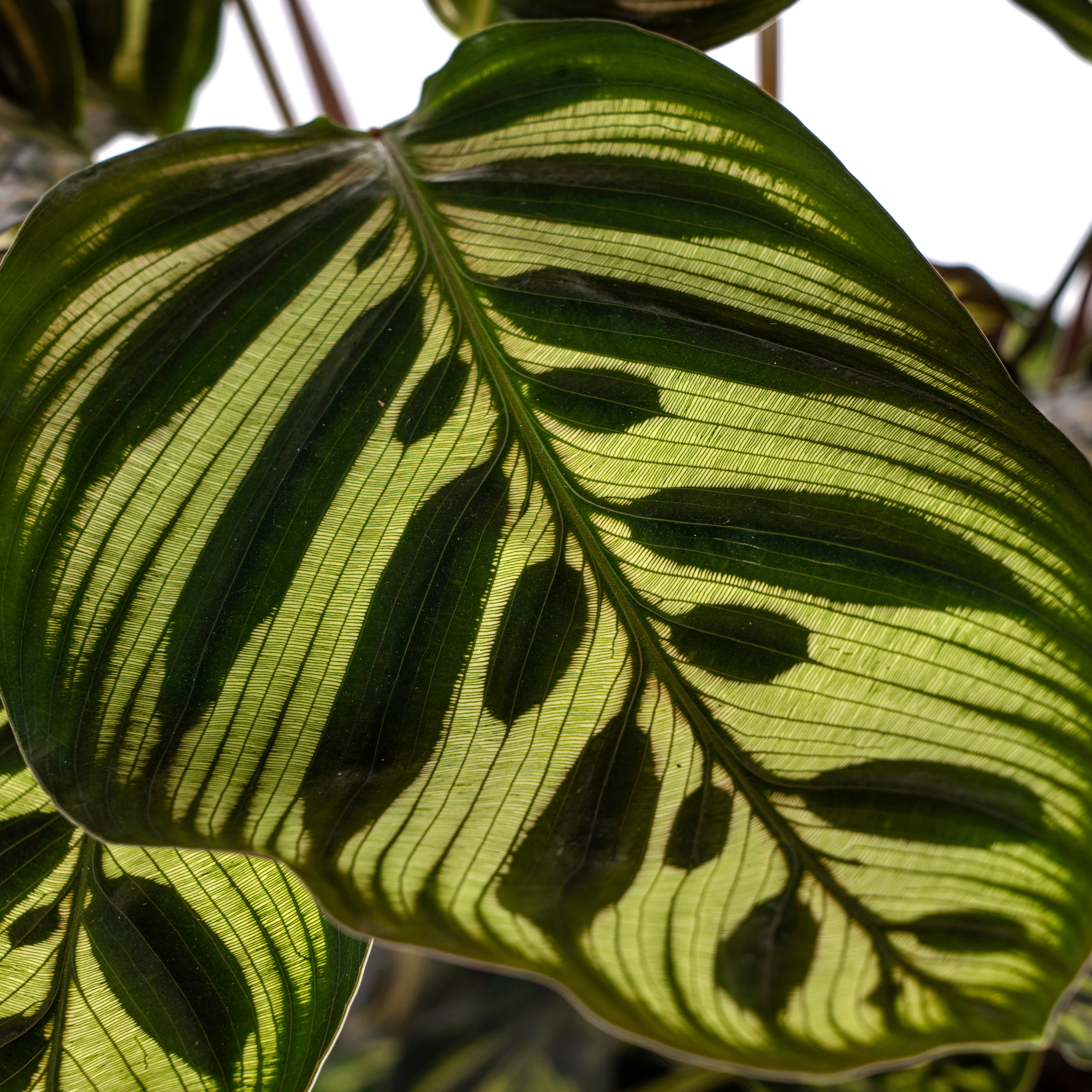 Veilig verpakte Calathea Makoyana in duurzame verzenddoos voor kamerplanten