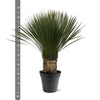 Yucca Rostrata - 80 - 100cm- Ø38-Plant-plantenmagie