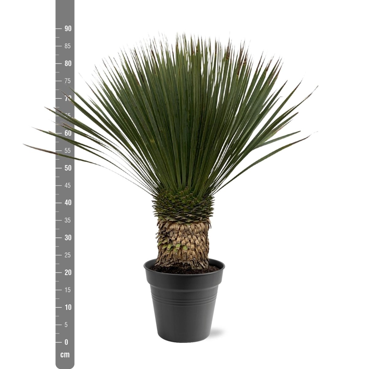 Yucca Rostrata - 80 - 100cm- Ø38-Plant-plantenmagie