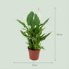 Spathiphyllum lepelplant 35–40 cm - Plant - plantenmagie
