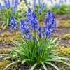 hyacinthoides-non-scripta-bloembollen-blauw-xxl-pack