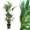 Kentia Palm - Weinig Onderhoud - Groen - 1 plant - Pot 27cm - Hoogte 160-170cm